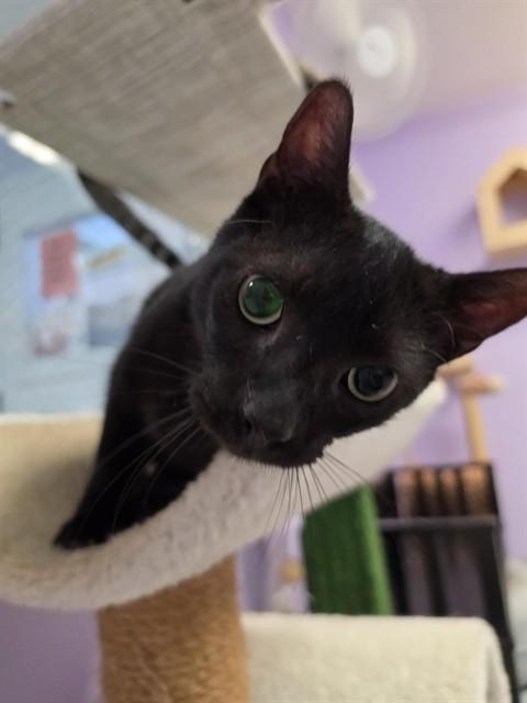 DRACULA, Adoptable, Adult Male Domestic Short Hair.