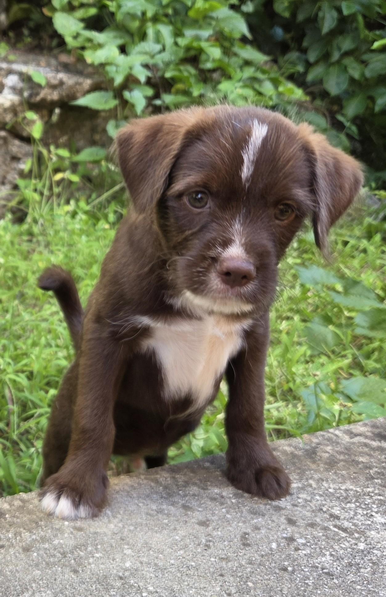 Grok, an adoptable mixed breed in Orlando, FL image 6/6