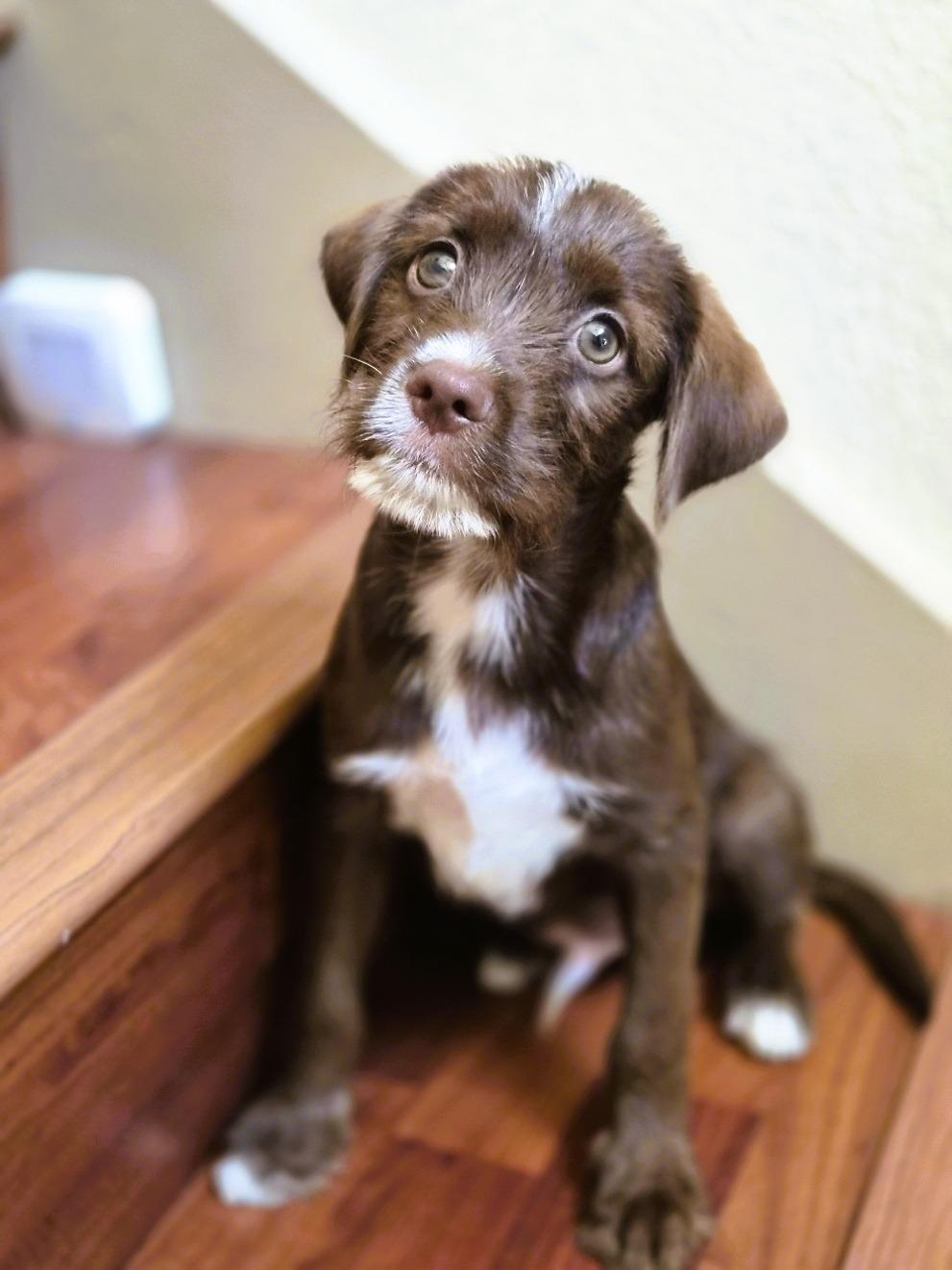Grok, an adoptable mixed breed in Orlando, FL image 3/6