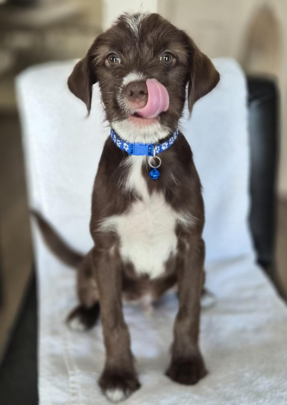 Grok, an adoptable mixed breed in Orlando, FL image 2/6