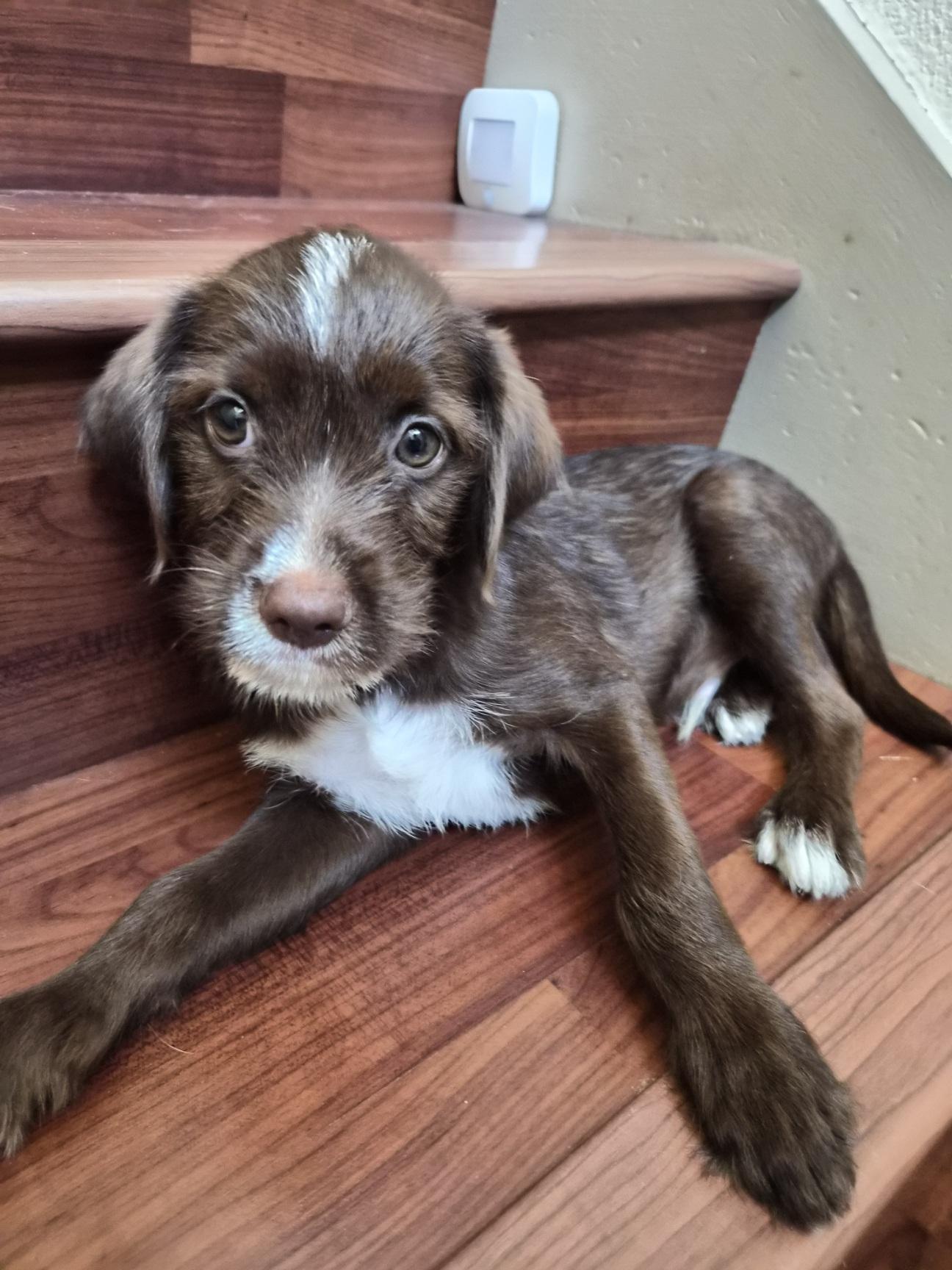 Grok, an adoptable mixed breed in Orlando, FL image 4/6