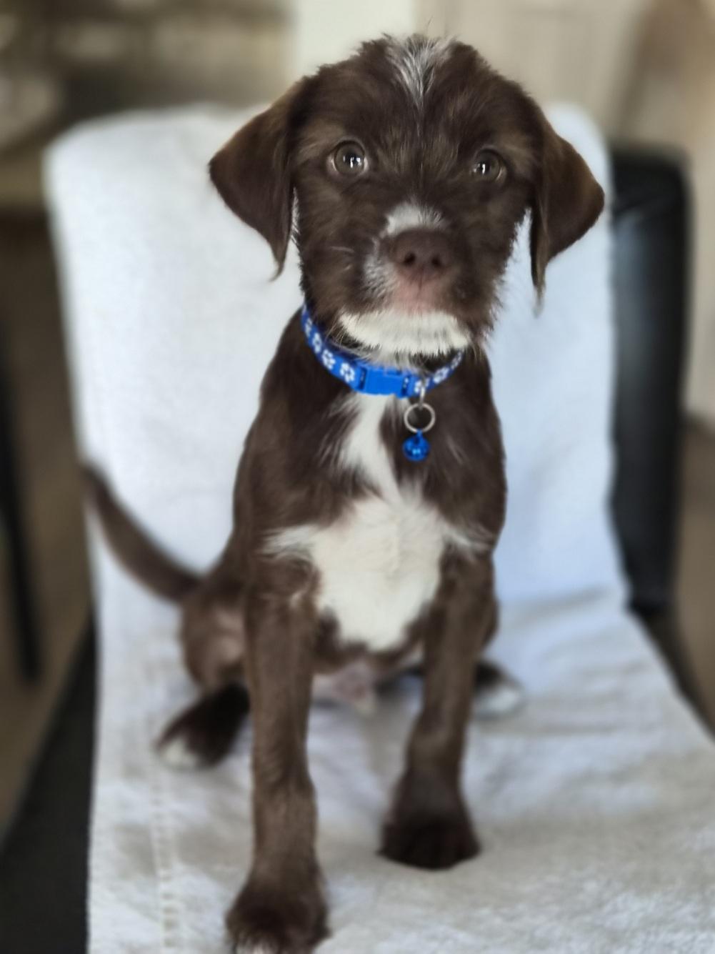 Grok, adoptable, Puppy Male Miniature Schnauzer.