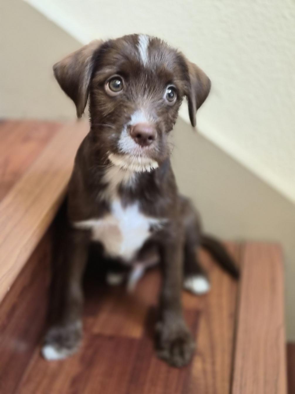 Grok, an adoptable mixed breed in Orlando, FL image 5/6