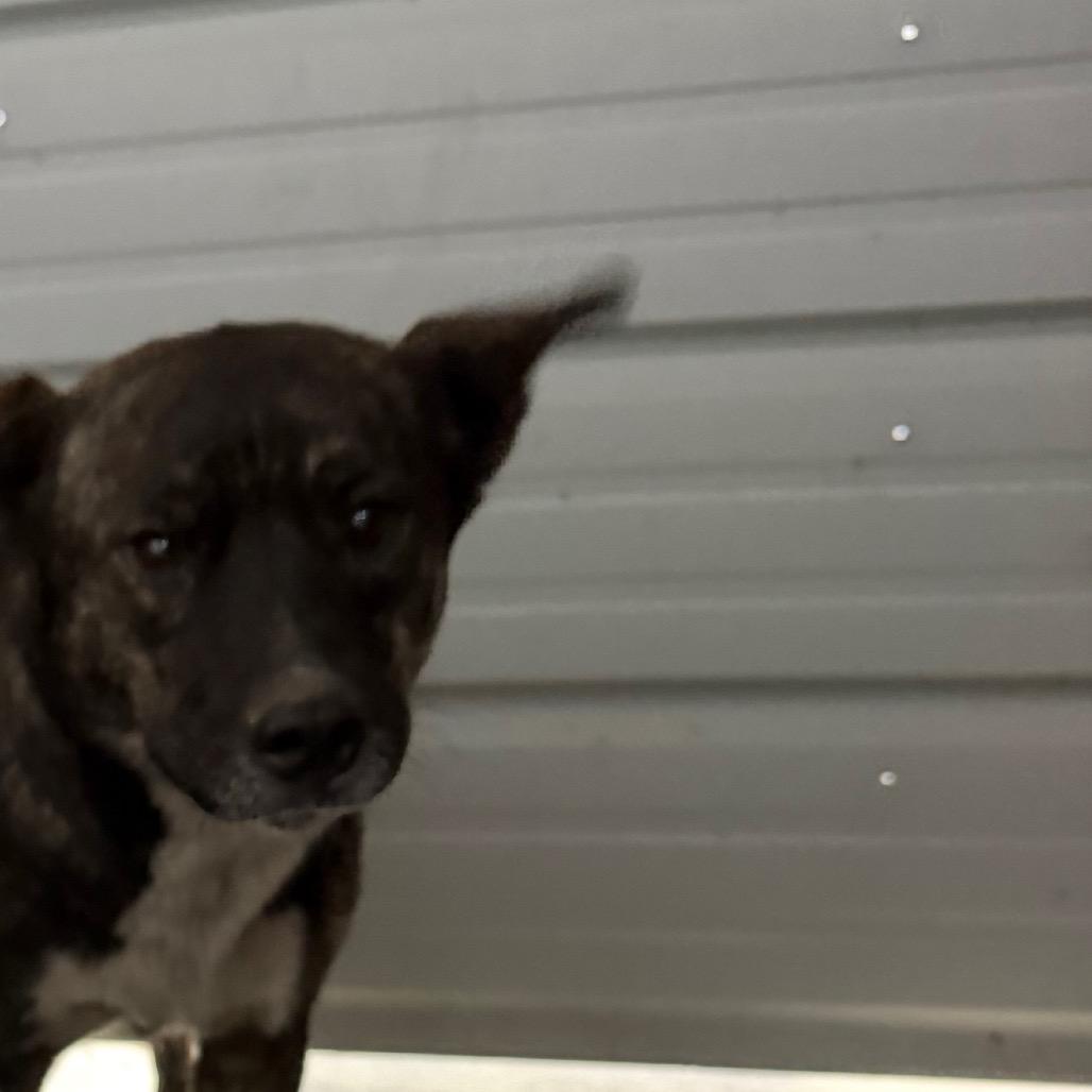 Wilma, Adoptable, Young Female Pit Bull Terrier.