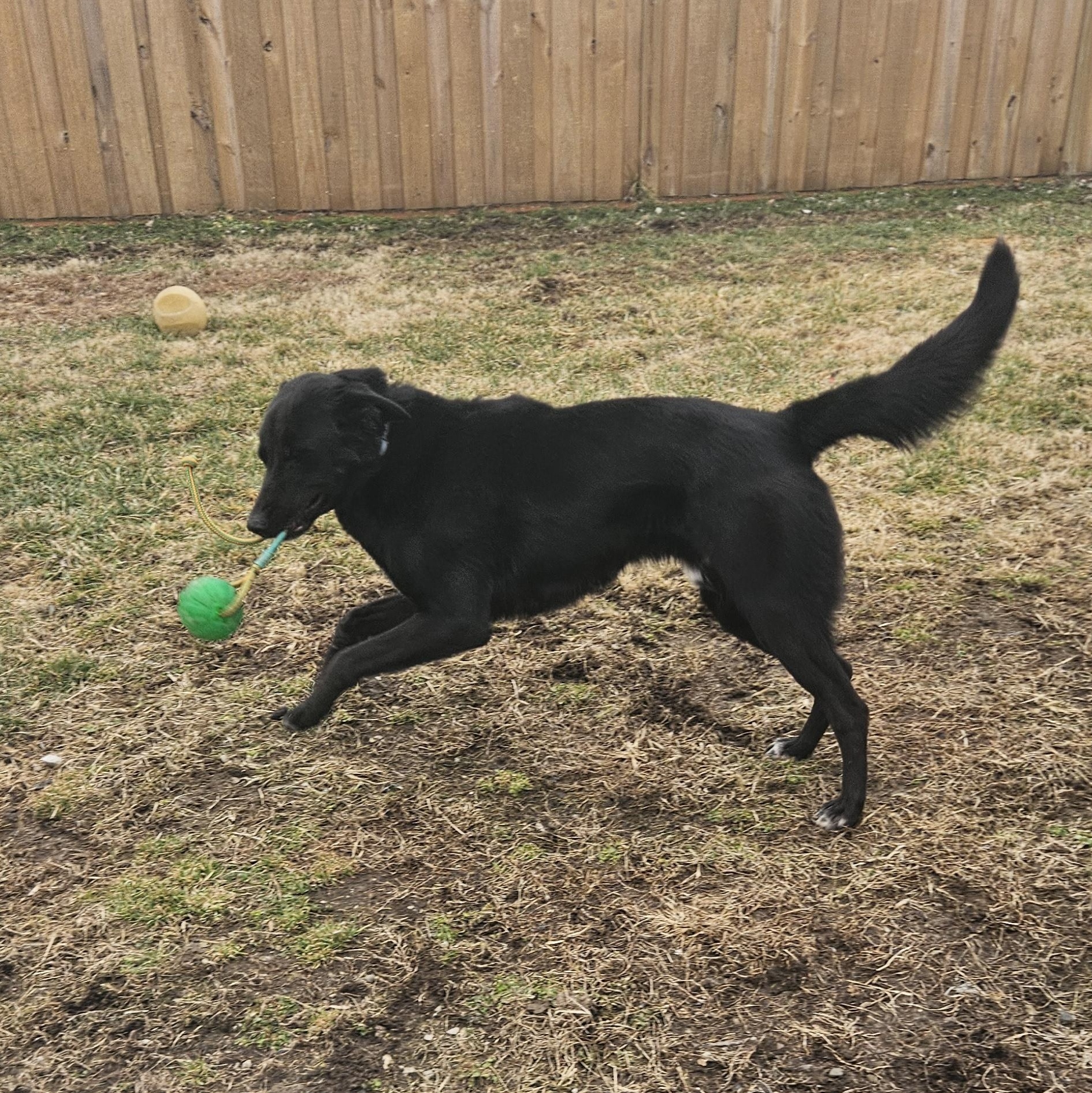 Enlarge Tango, an adopted mixed breed in Ramsey, IN image 4/5