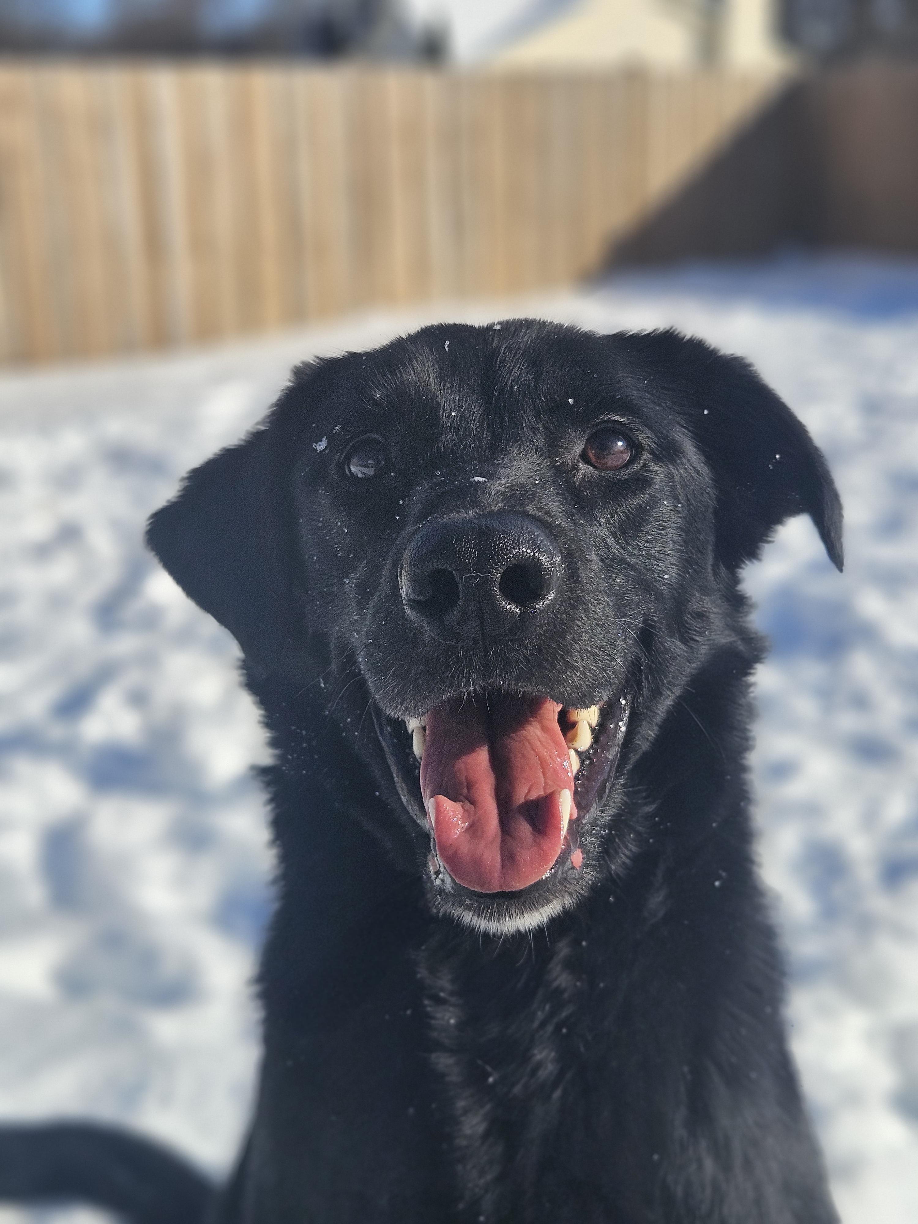 Enlarge Tango, an adopted mixed breed in Ramsey, IN image 1/5