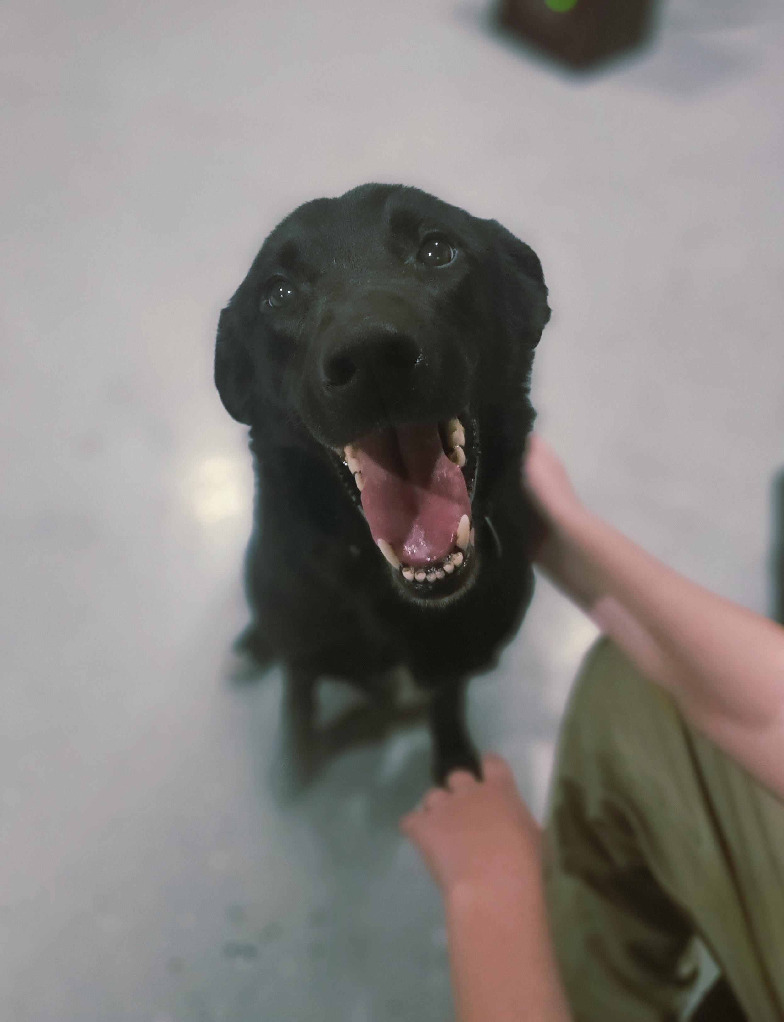 Enlarge Tango, an adopted mixed breed in Ramsey, IN image 2/5