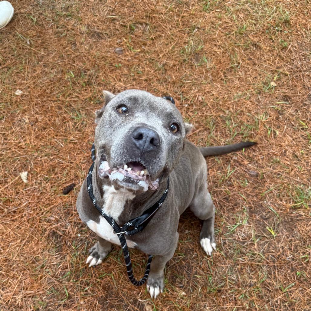 Enlarge Daisey, a Adoptable mixed breed in Palestine, TX image 1/3