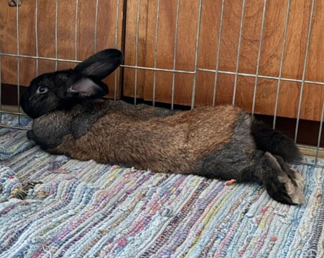 Enlarge Mooney, a Adoptable Bunny Rabbit in Baton Rouge, LA image 1/3