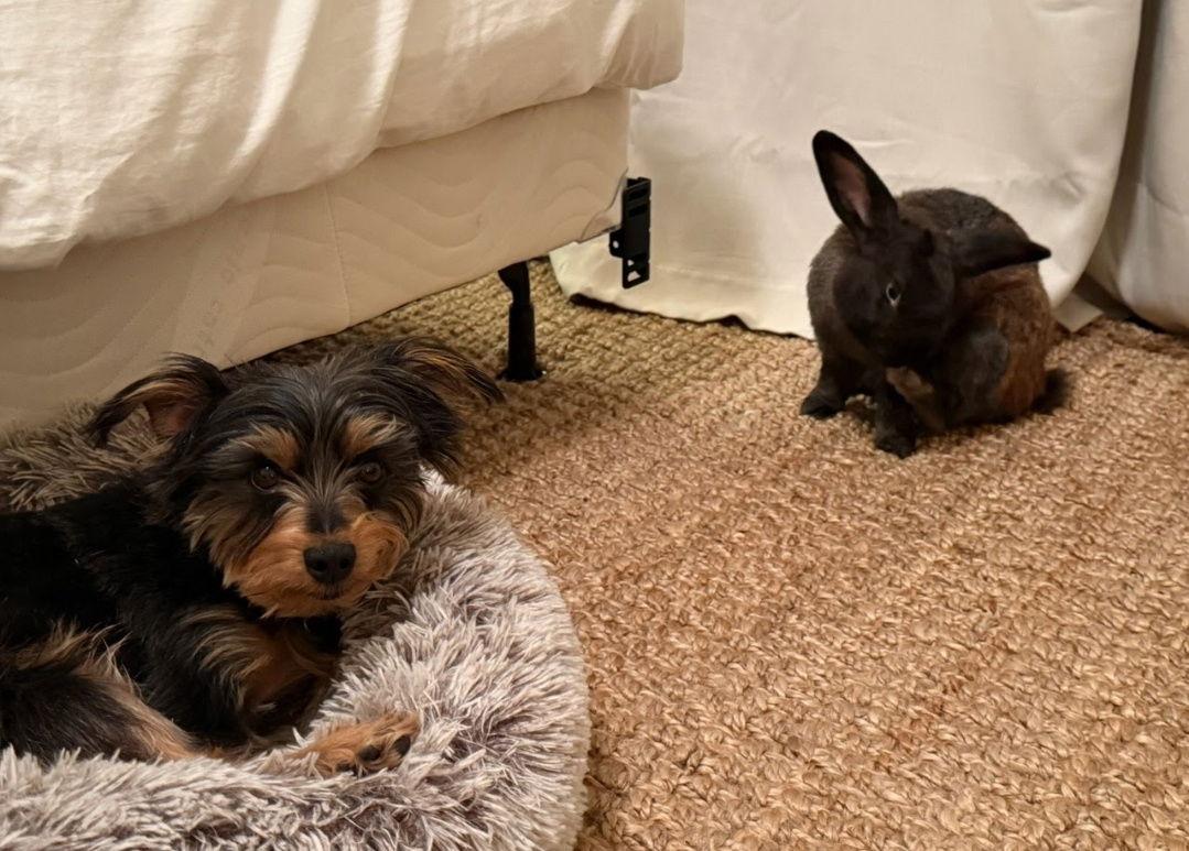 Enlarge Mooney, a Adoptable Bunny Rabbit in Baton Rouge, LA image 2/3