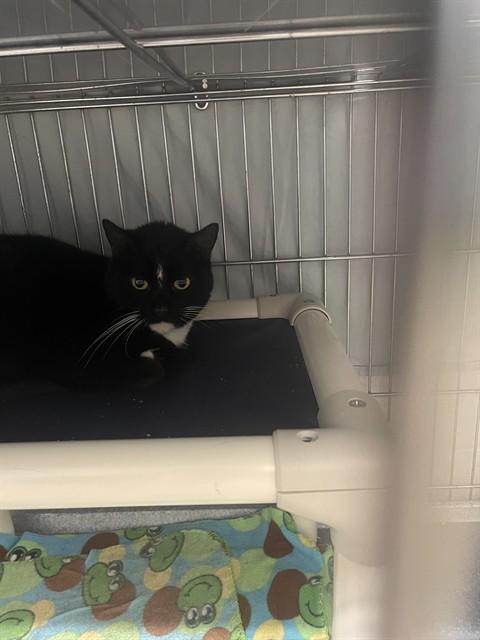 BOOTSEY, Adoptable, Adult Female Domestic Short Hair.