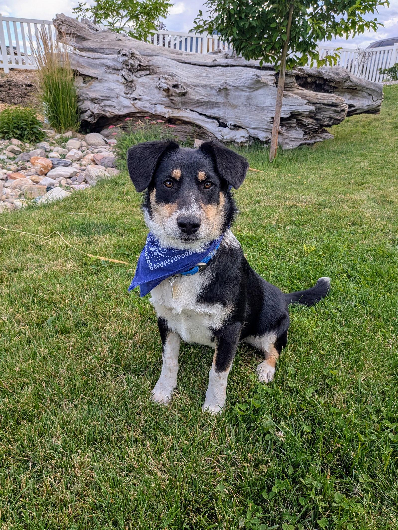 Dougy, Adoptable, Young Male Australian Cattle Dog / Blue Heeler.