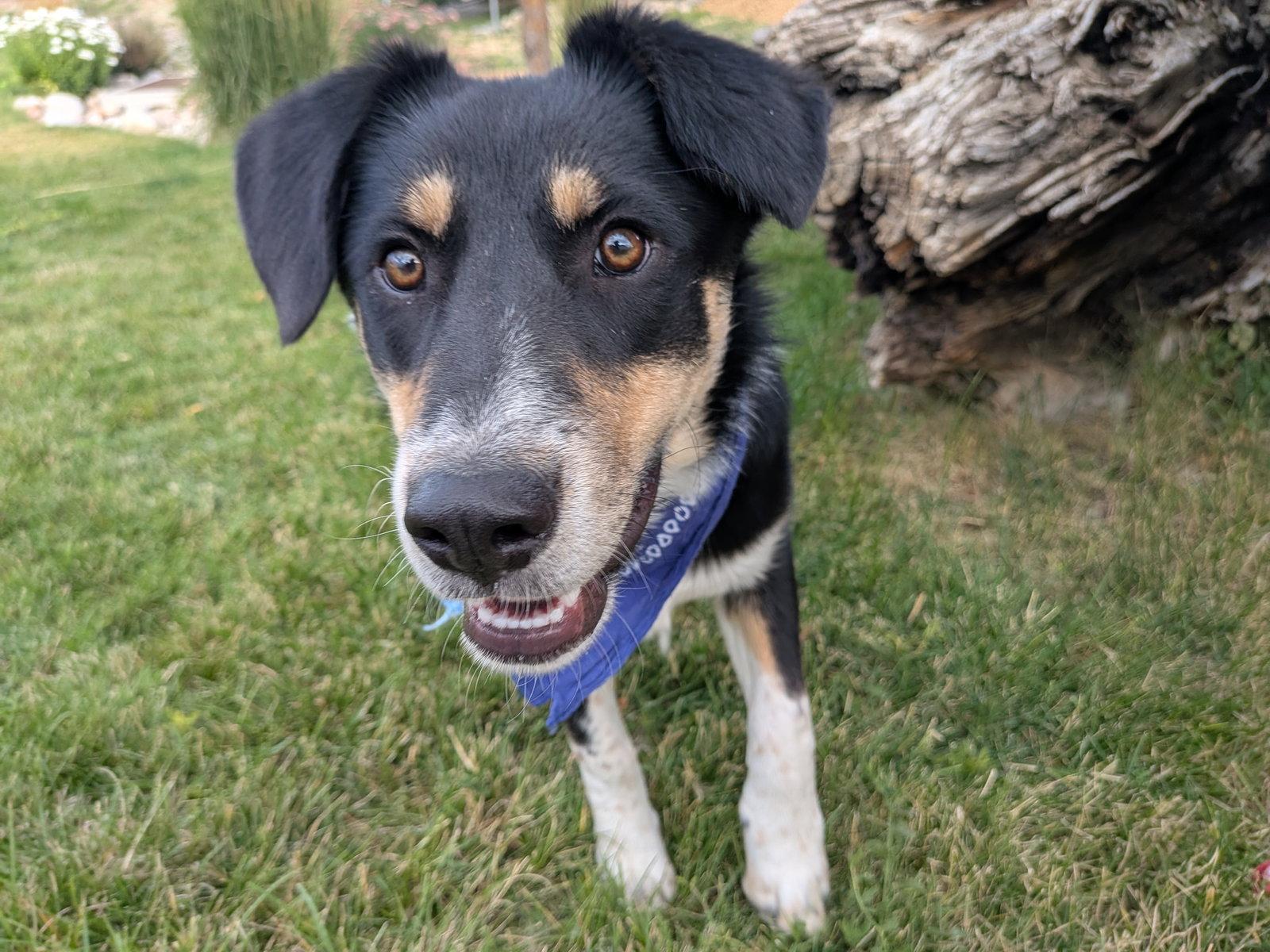 Dougy, a Adoptable Australian Cattle Dog / Blue Heeler in Salt Lake City, UT image 2/3