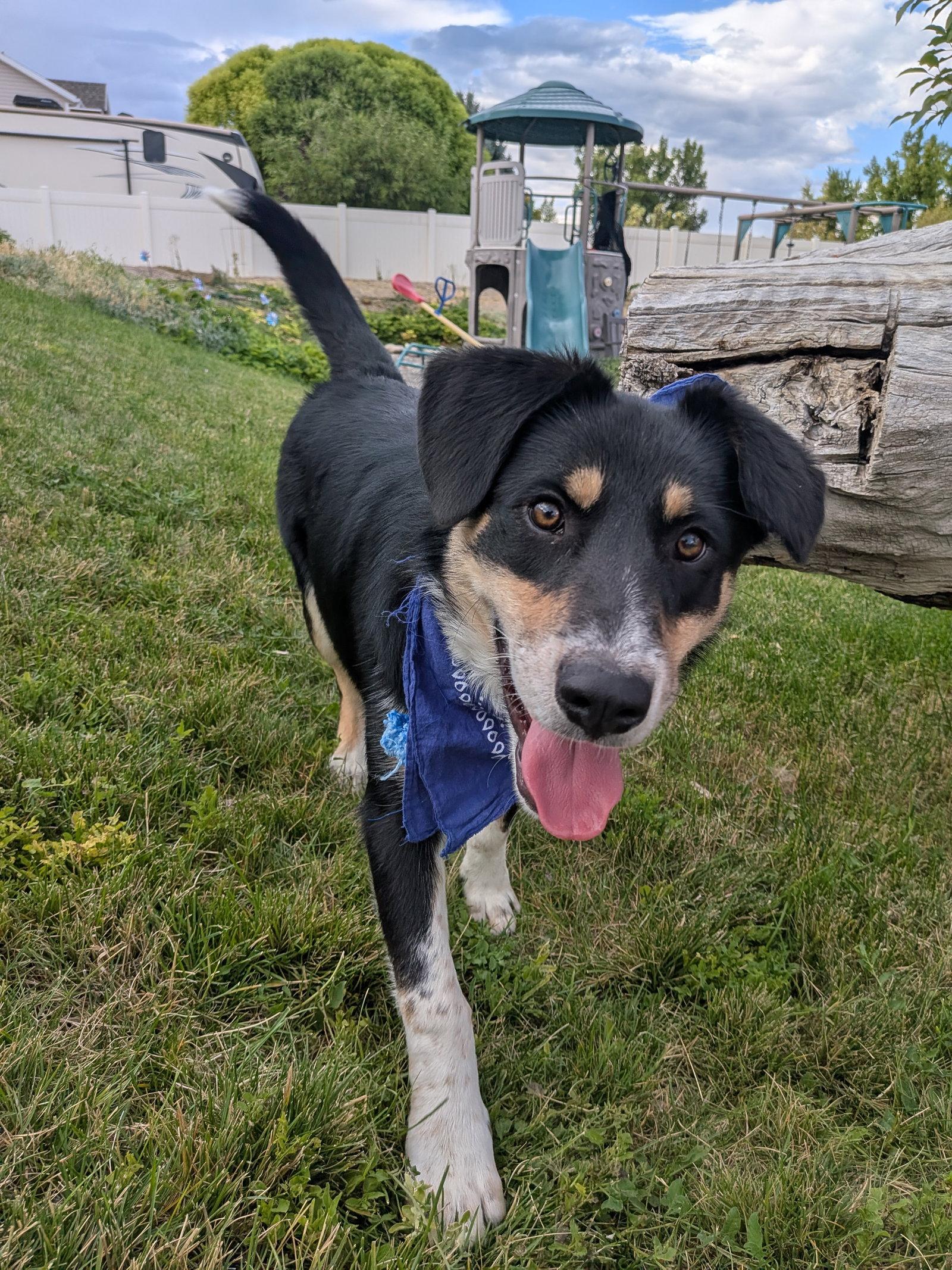 Dougy, a Adoptable Australian Cattle Dog / Blue Heeler in Salt Lake City, UT image 3/3