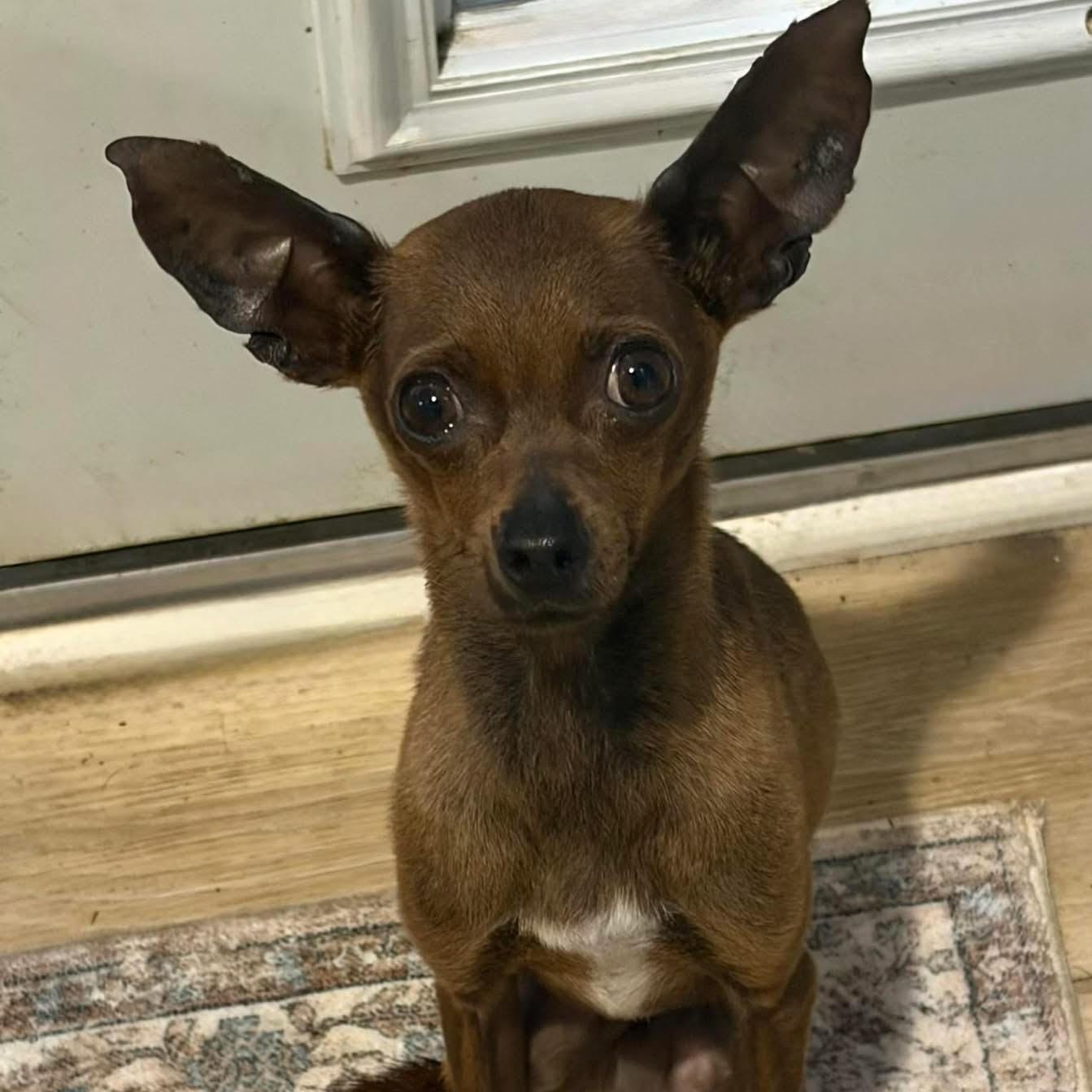 Enlarge Beans is all ears and a silly sweet young boy, a ADOPTABLE mixed breed in Marlton, NJ image 2/6