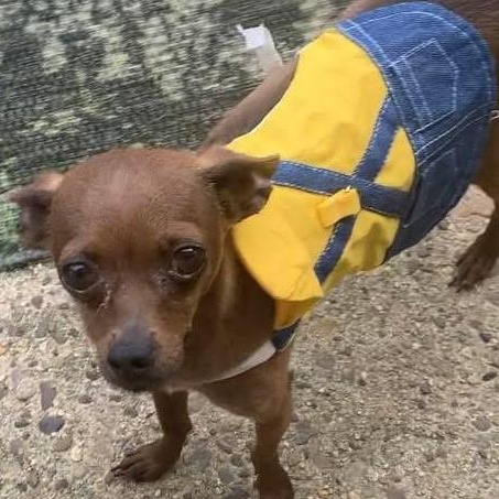 Enlarge Beans, a ADOPTABLE mixed breed in Marlton, NJ image 2/4