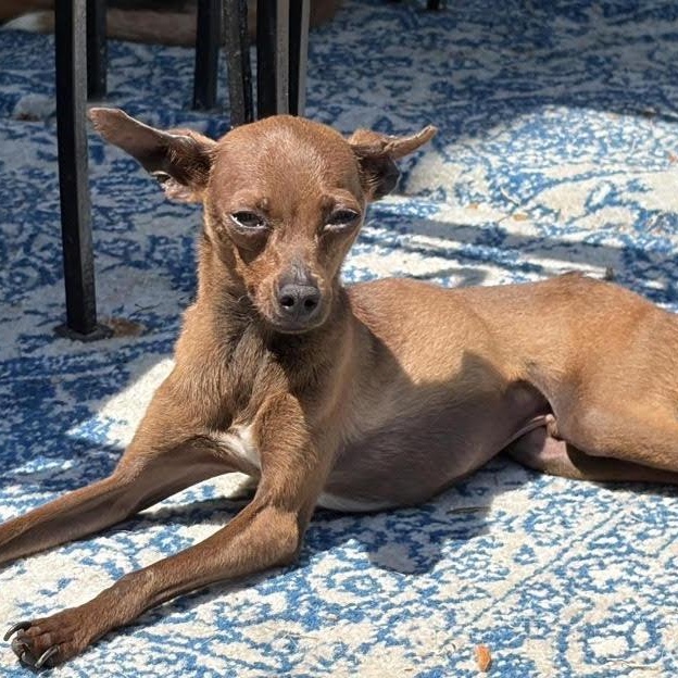 Beans, ADOPTABLE, Young Male Miniature Pinscher & Chihuahua.