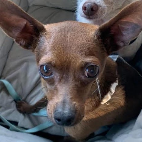 Enlarge Beans, a ADOPTABLE mixed breed in Marlton, NJ image 1/4