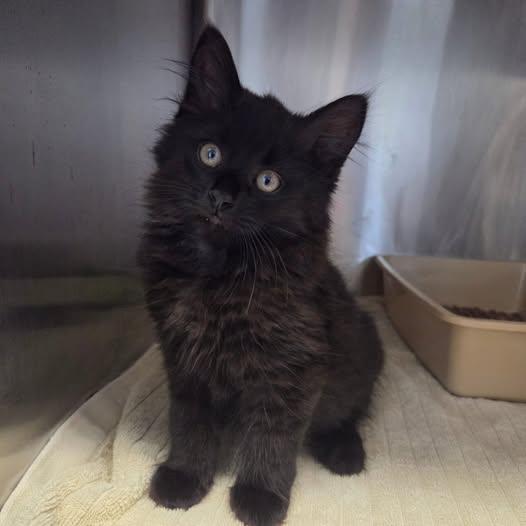 Enlarge Ludacris, an adopted Domestic Long Hair in Warwick, RI image 1/1