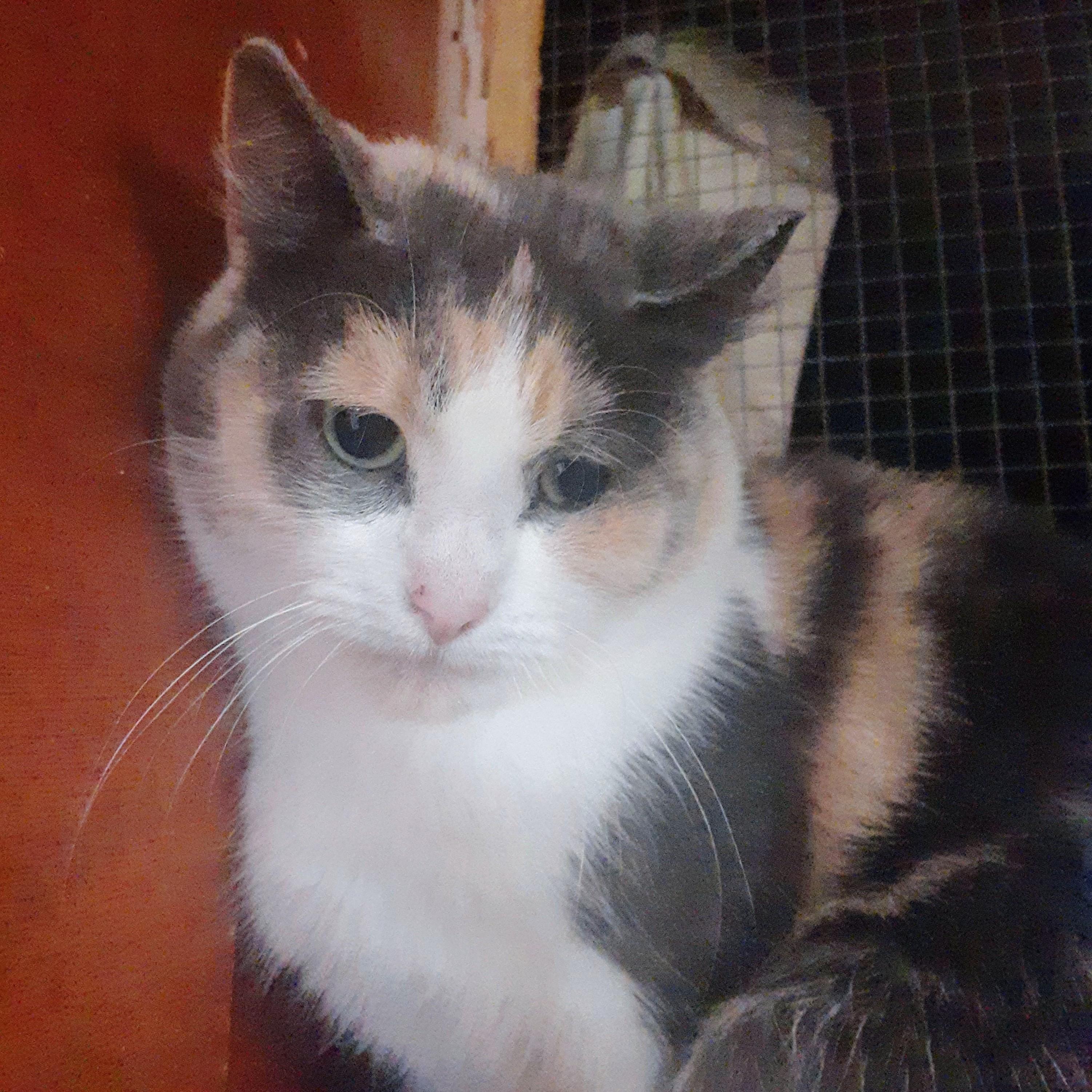 Calley, Adopted, Adult Female Domestic Short Hair.