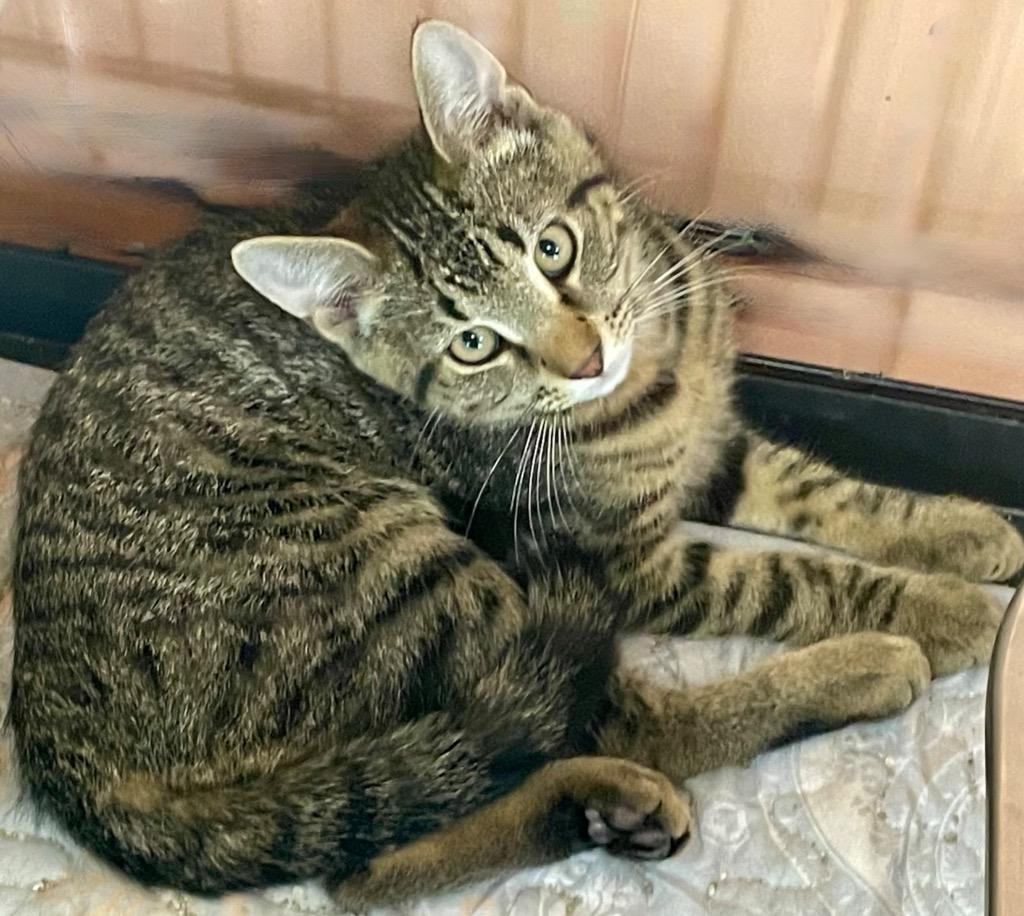 Fletcher, Adoptable, Young Male Domestic Medium Hair.