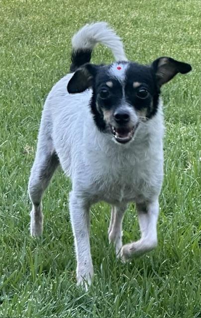 ABBY, ADOPTABLE, Young Female Chihuahua.