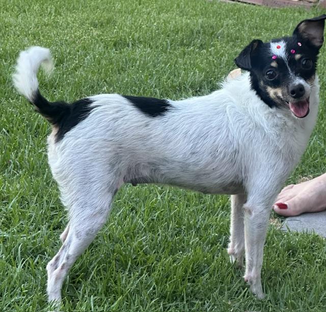 Enlarge ABBY, a ADOPTABLE mixed breed in Bell Gardens, CA image 2/4