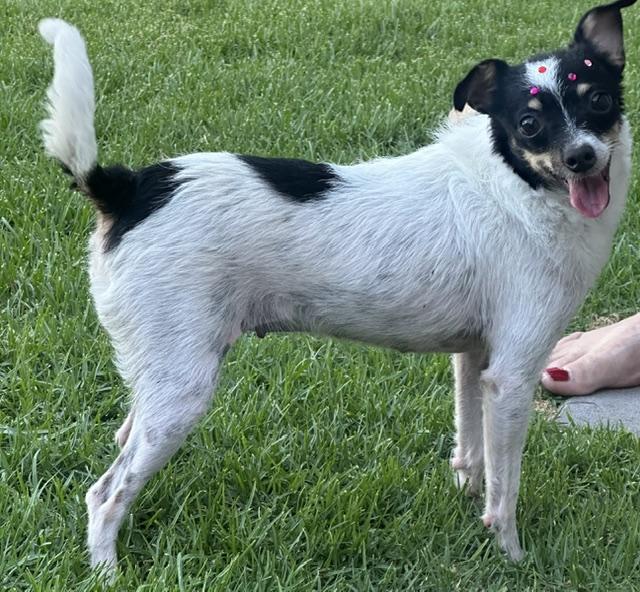 Enlarge ABBY, a ADOPTABLE mixed breed in Bell Gardens, CA image 3/4