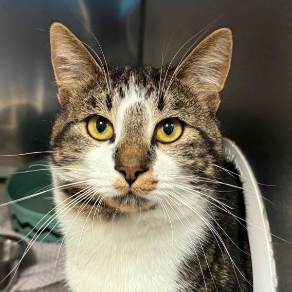 Jupiter, Adoptable, Young Male Domestic Short Hair.