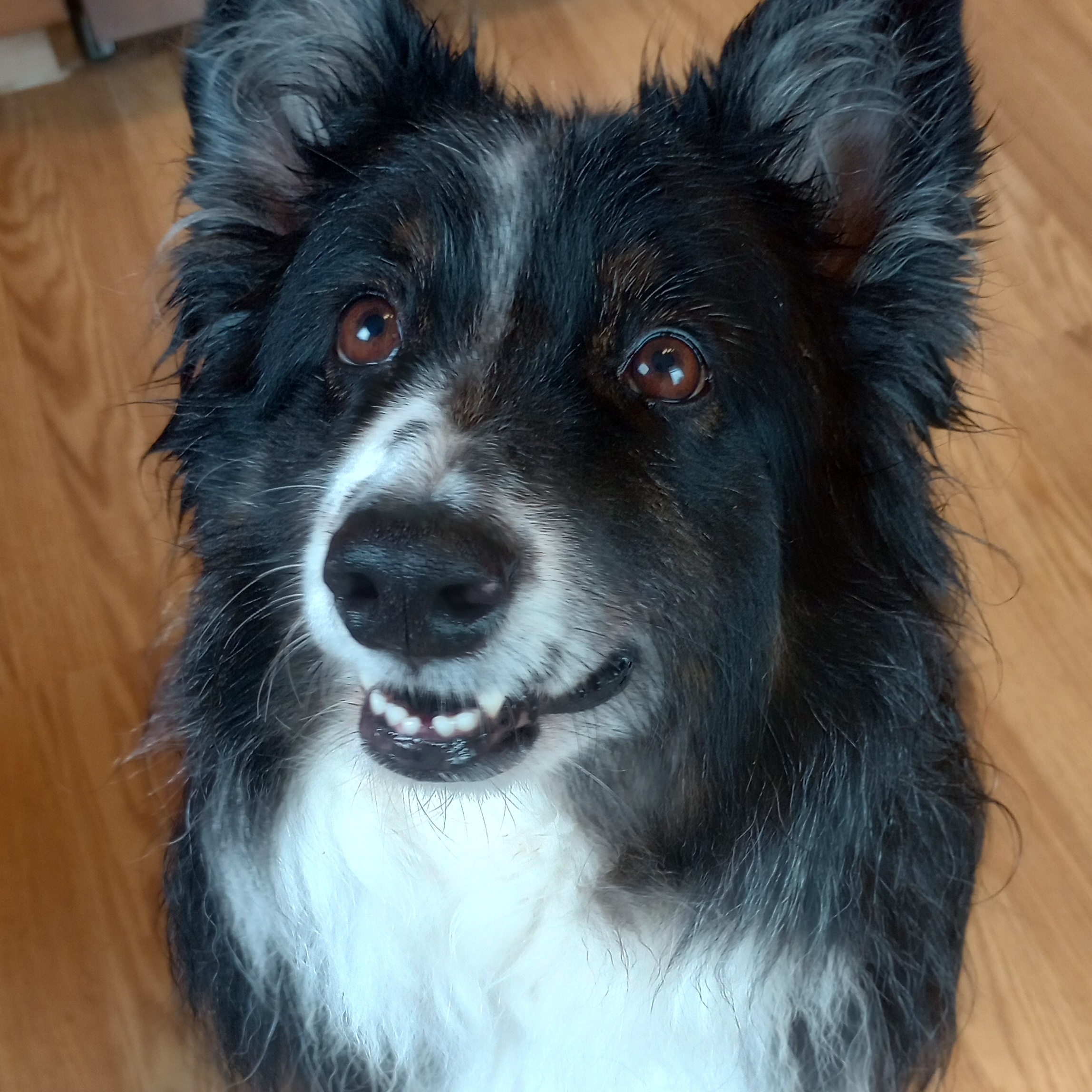Dog for adoption Quigley, an Australian Shepherd in Marietta, GA