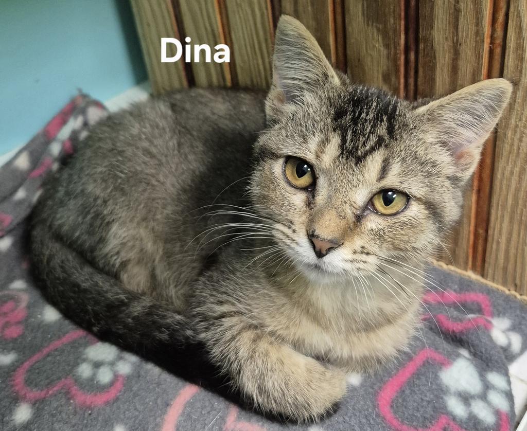Enlarge Dina, a Adopted mixed breed in Kendallville, IN image 1/1