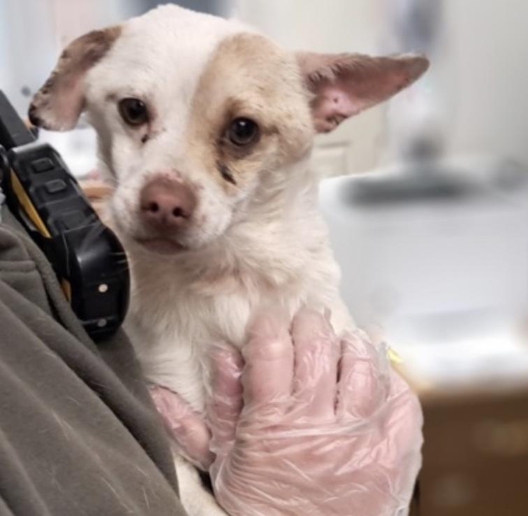 Enlarge Jughead, a ADOPTABLE Chihuahua in Hollister, MO image 2/3