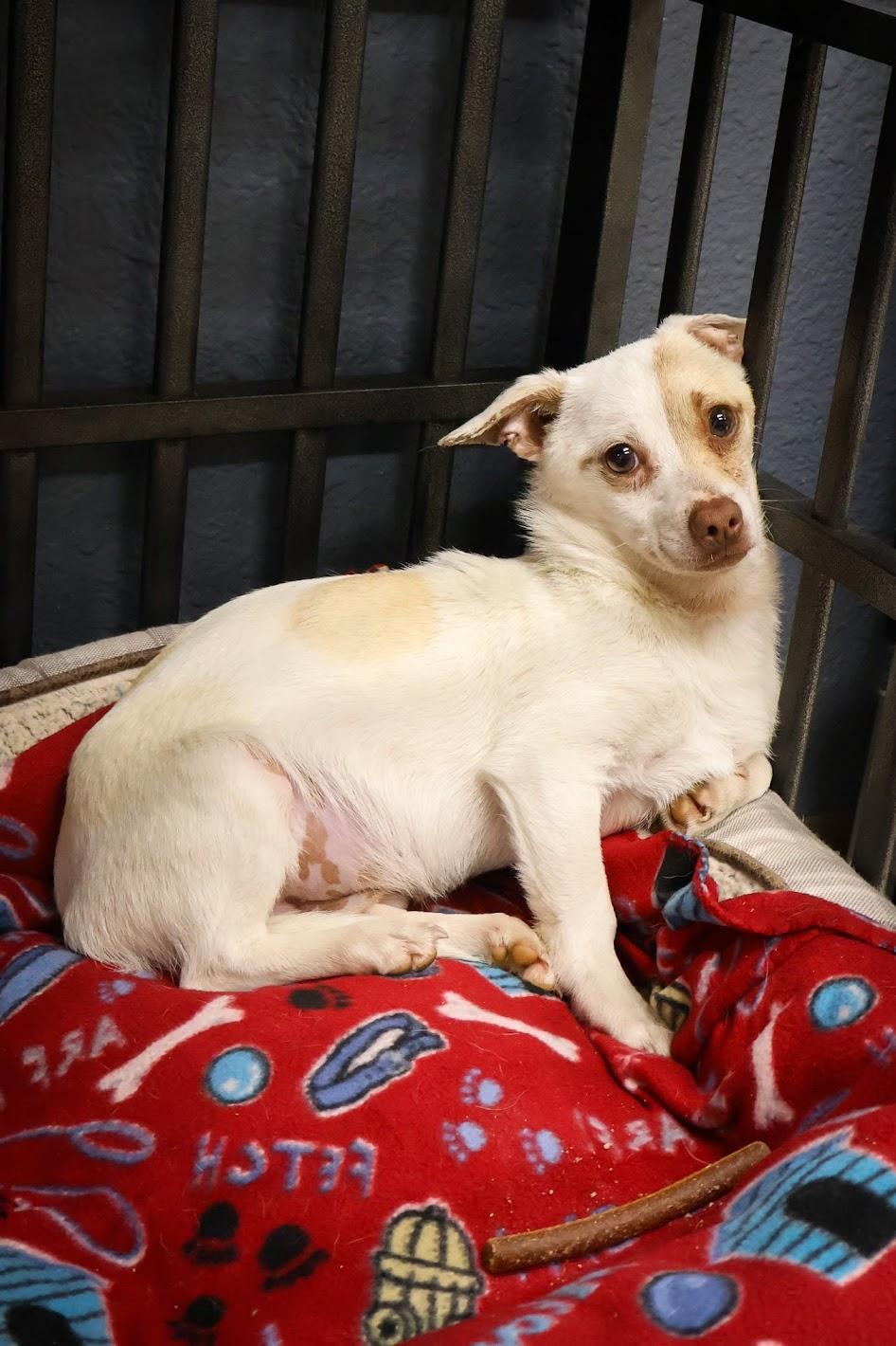 Enlarge Jughead, a ADOPTABLE Chihuahua in Hollister, MO image 3/3