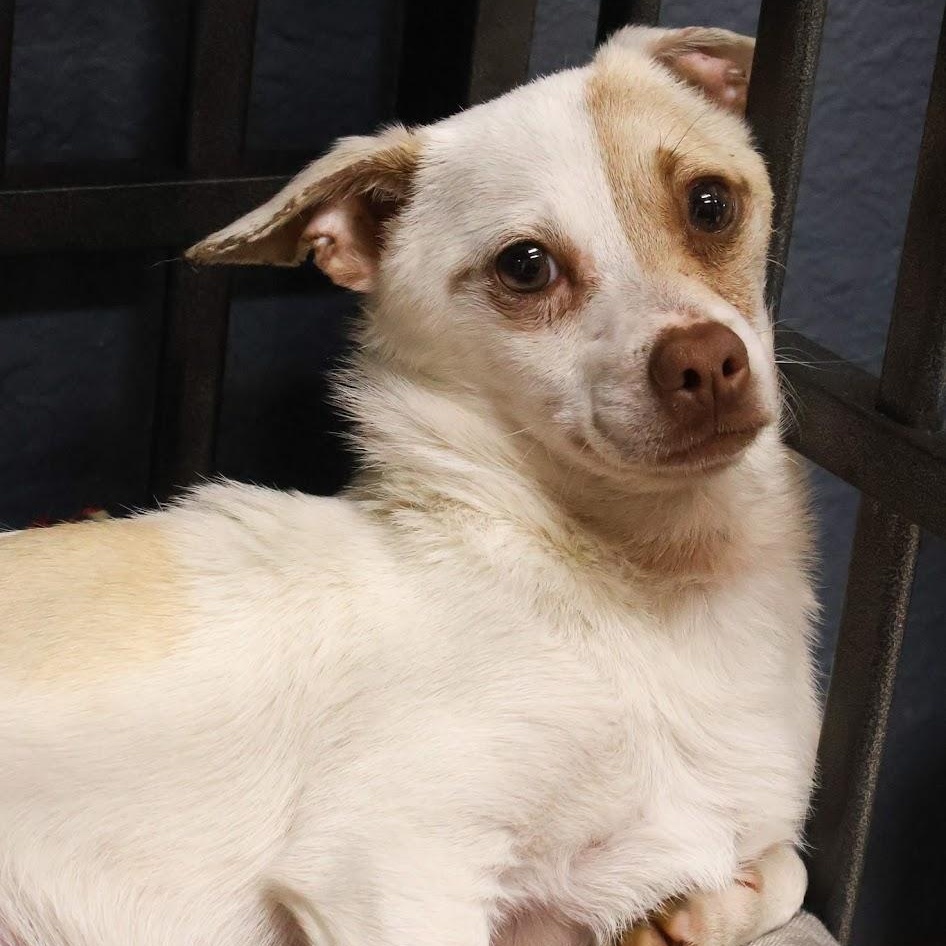 Jughead, ADOPTABLE, Adult Male Chihuahua.