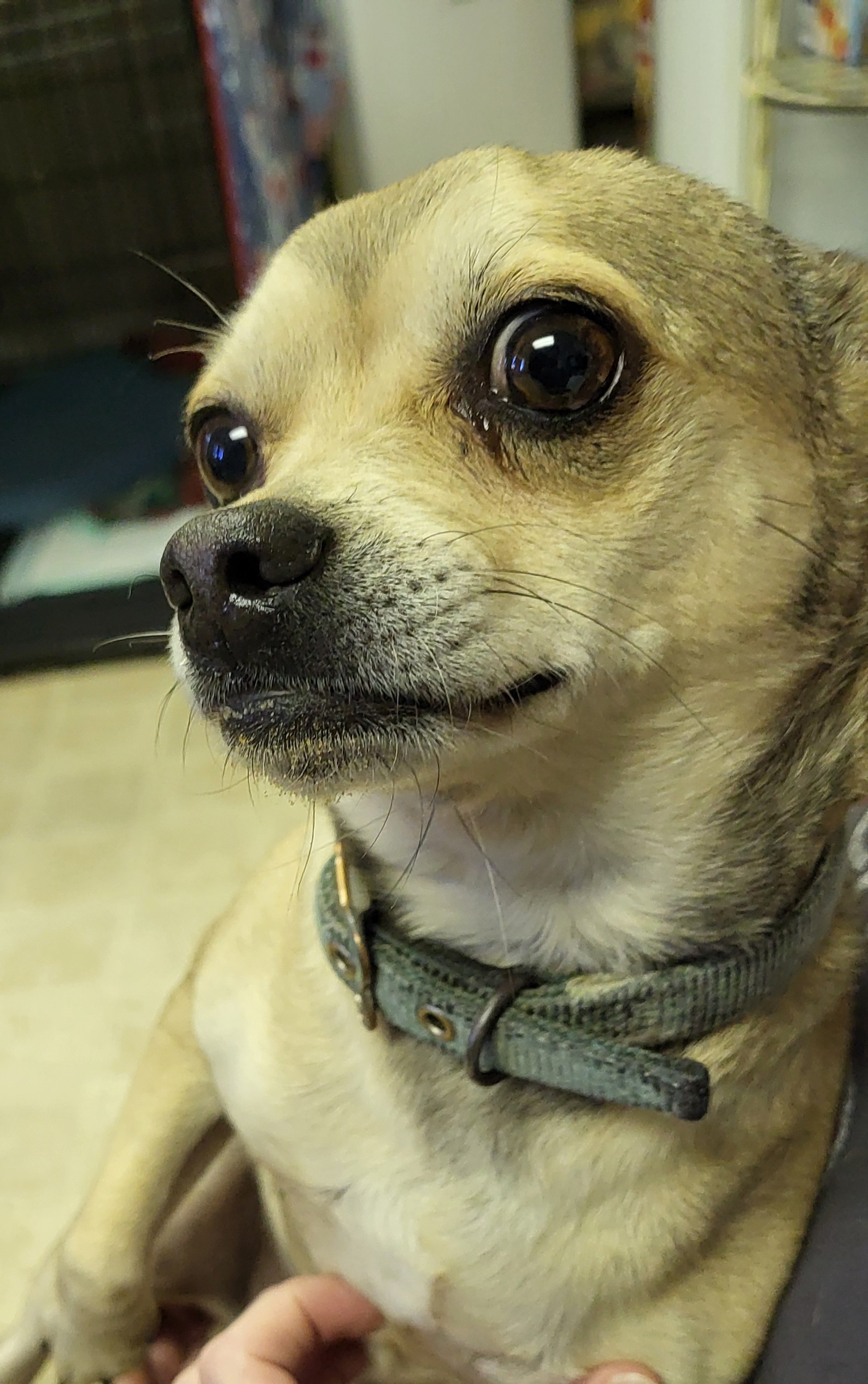 Enlarge Ziggy, a Adopted Chihuahua in Rockdale, TX image 1/1