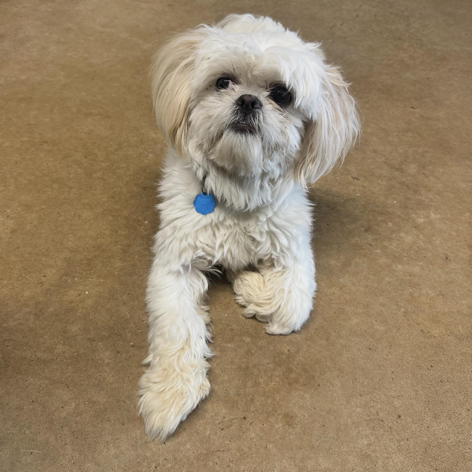 Enlarge Chloe, an adopted Shih Tzu in Houston, TX image 3/4