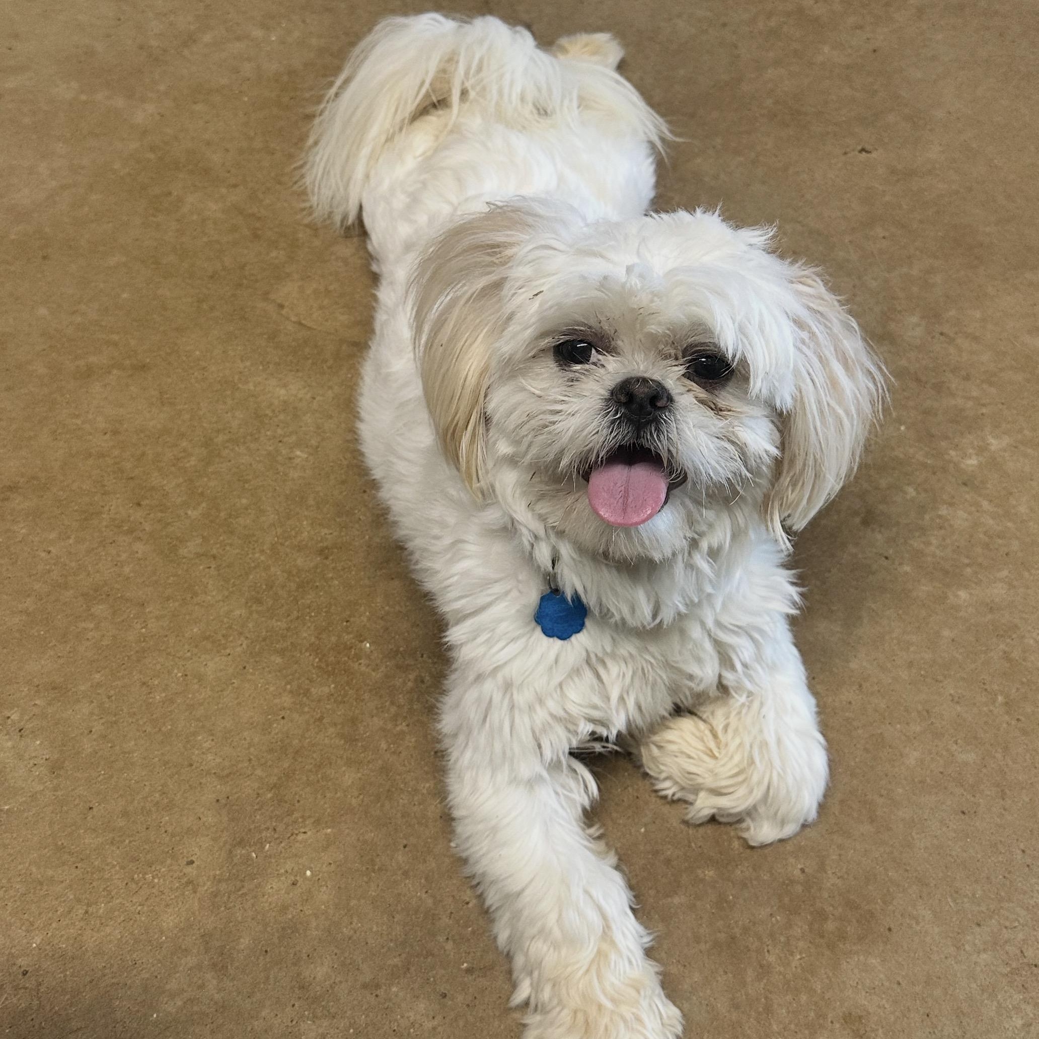 Chloe, adopted, Young Female Shih Tzu.