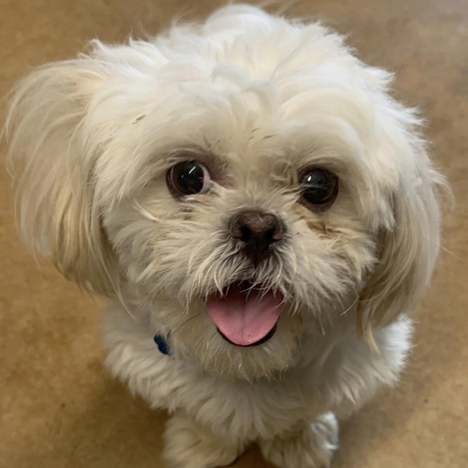 Enlarge Chloe, an adopted Shih Tzu in Houston, TX image 2/4