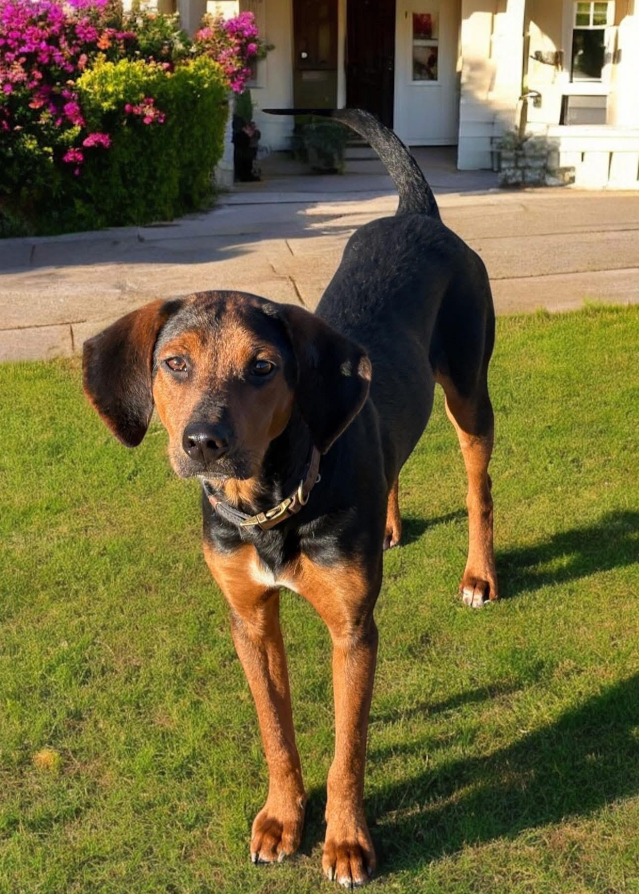 Enlarge Ray, a Adoptable Hound in Calera, AL image 1/6