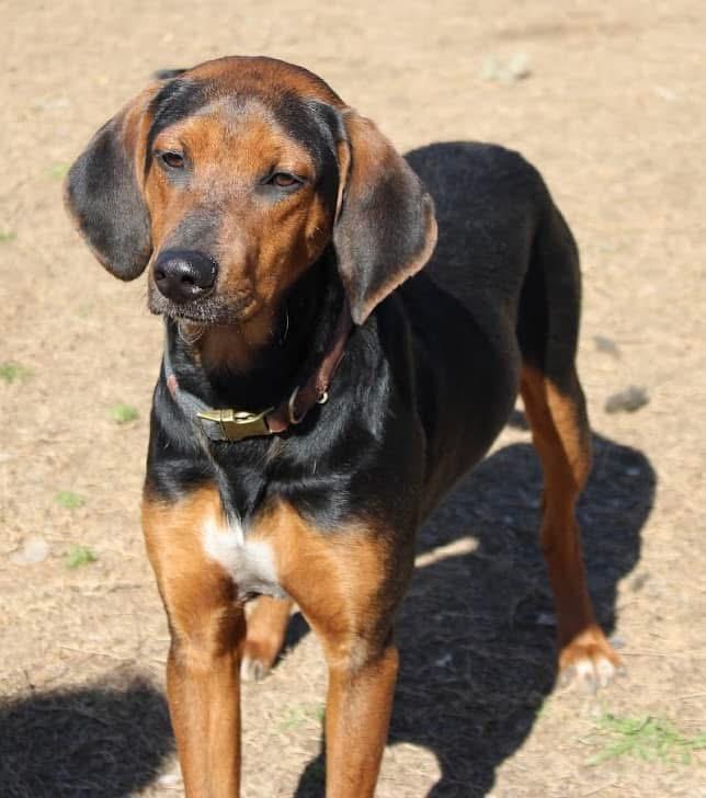 Enlarge Ray, a Adoptable Hound in Calera, AL image 2/6