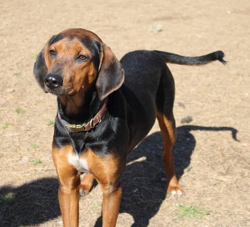 Enlarge Ray, a Adoptable Hound in Calera, AL image 5/6