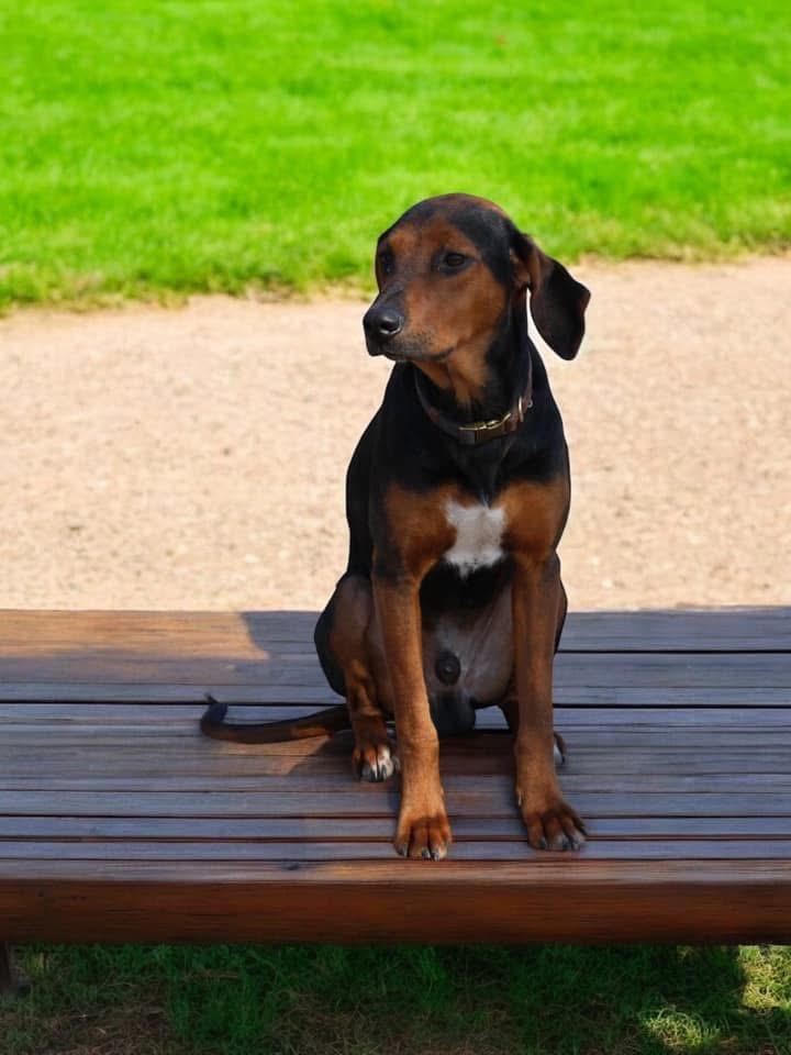 Enlarge Ray, a Adoptable Hound in Calera, AL image 3/6