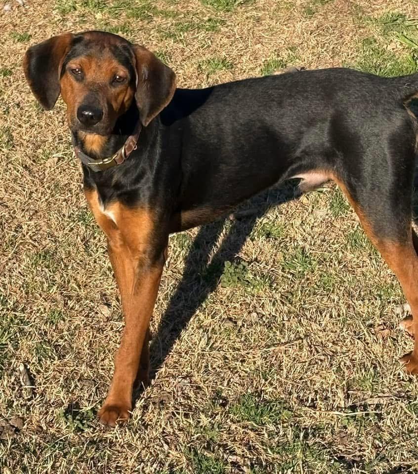 Enlarge Ray, a Adoptable Hound in Calera, AL image 6/6