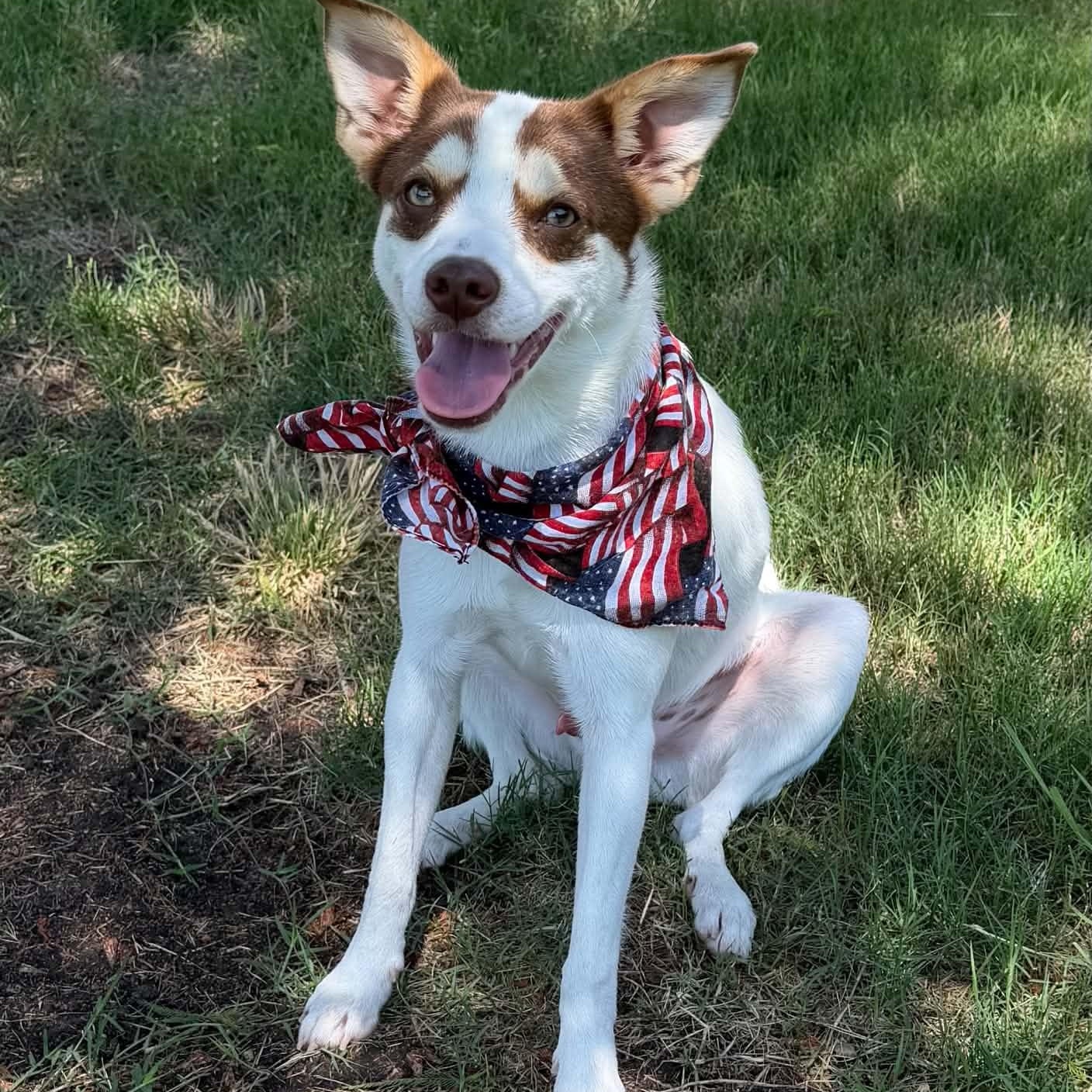 RASCAL IS 16 POUNDS, Adoptable, Young Male Terrier & Dachshund.