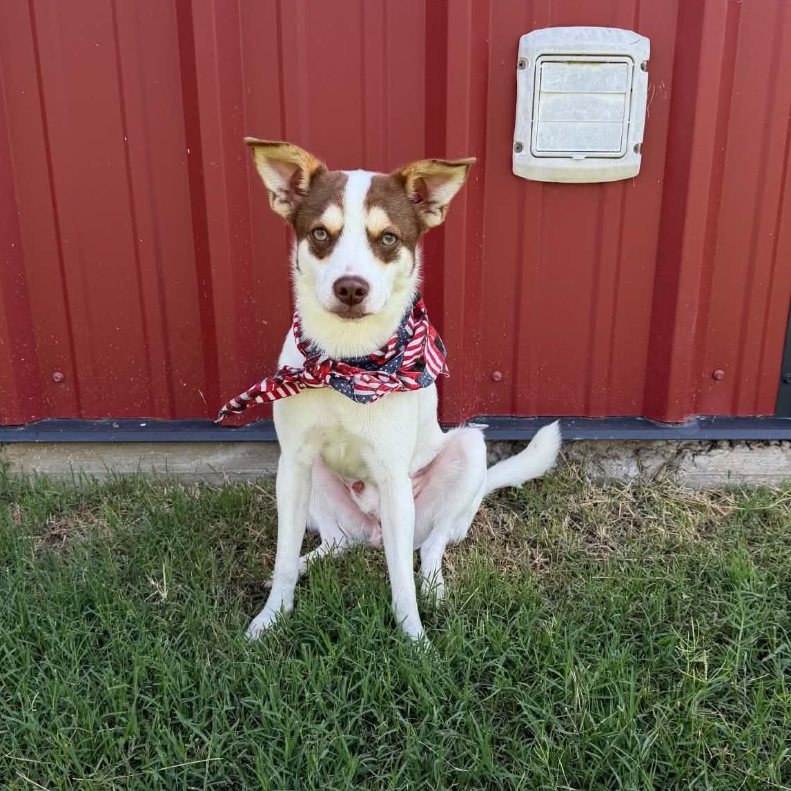 Enlarge RASCAL IS 16 POUNDS, a Adoptable mixed breed in Frisco, TX image 5/5