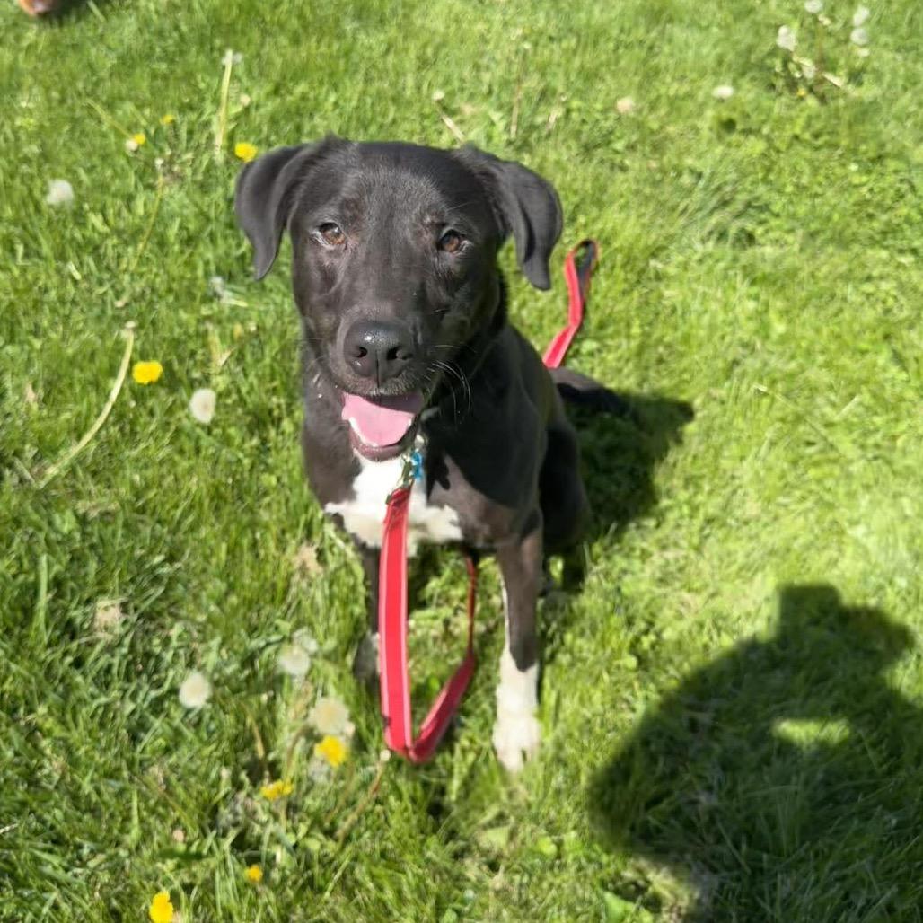 Wallie, Adoptable, Adult Male Labrador Retriever & Mixed Breed.