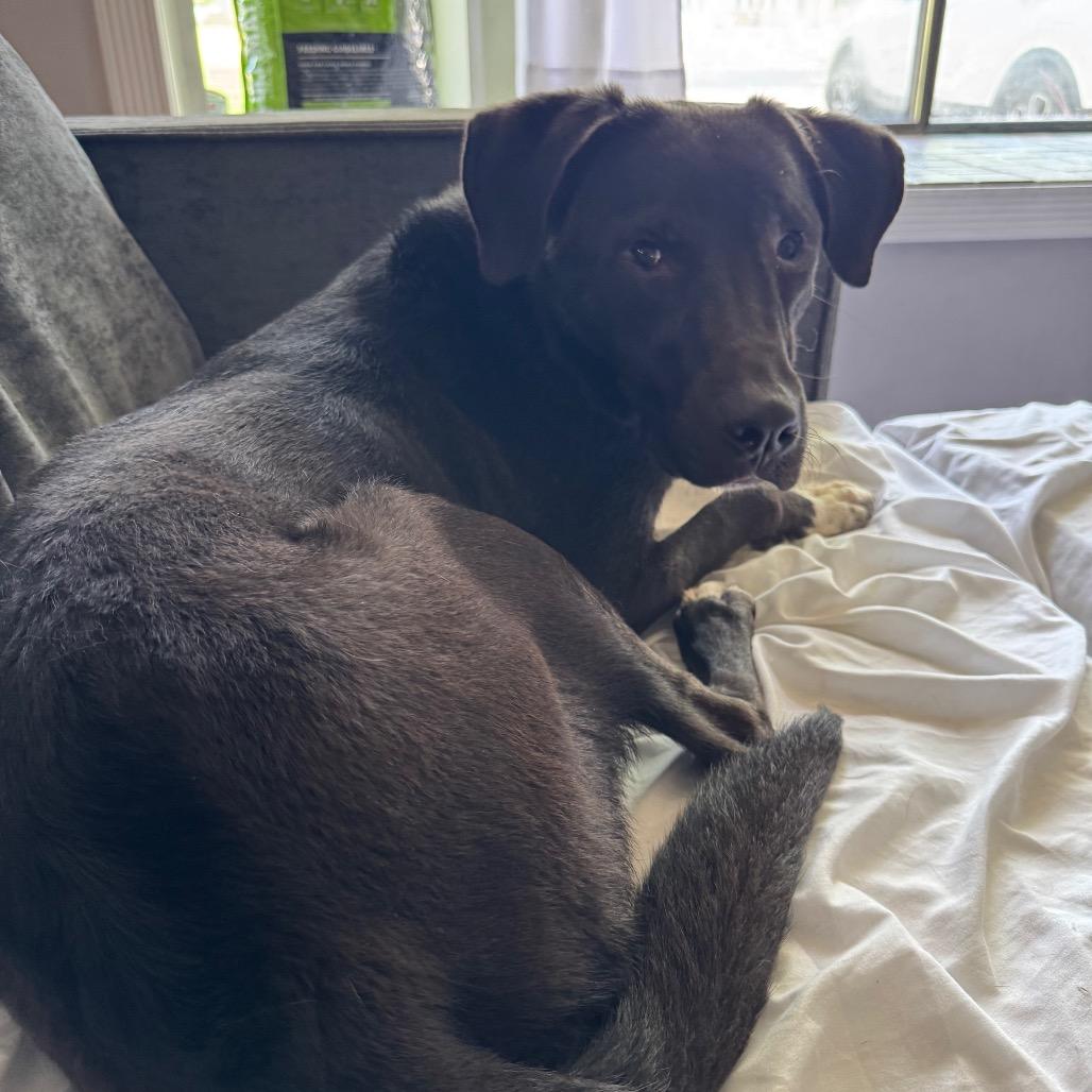 Enlarge Wallie, a Adoptable mixed breed in St. Charles, IL image 2/6