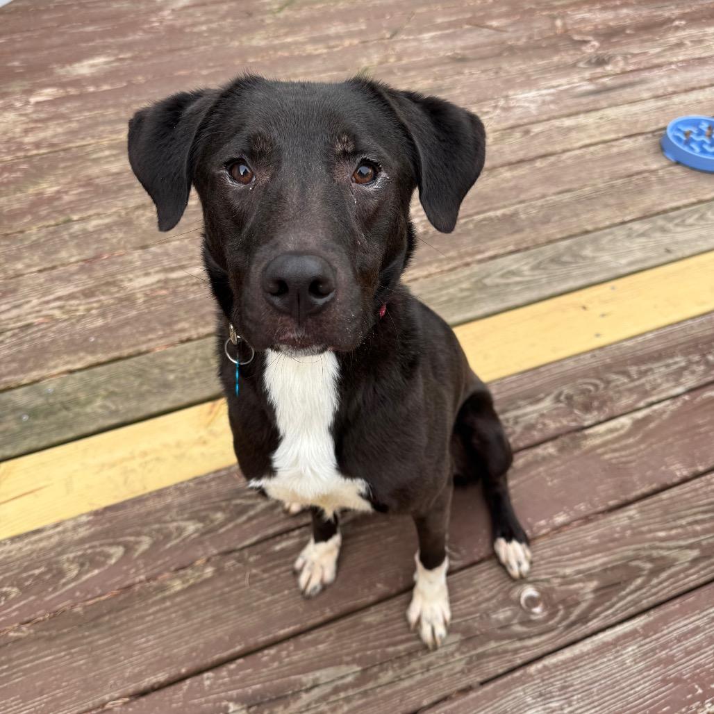 Enlarge Wallie, a Adoptable mixed breed in St. Charles, IL image 3/6