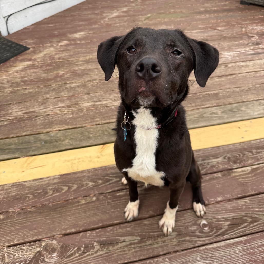 Enlarge Wallie, a Adoptable mixed breed in St. Charles, IL image 4/6