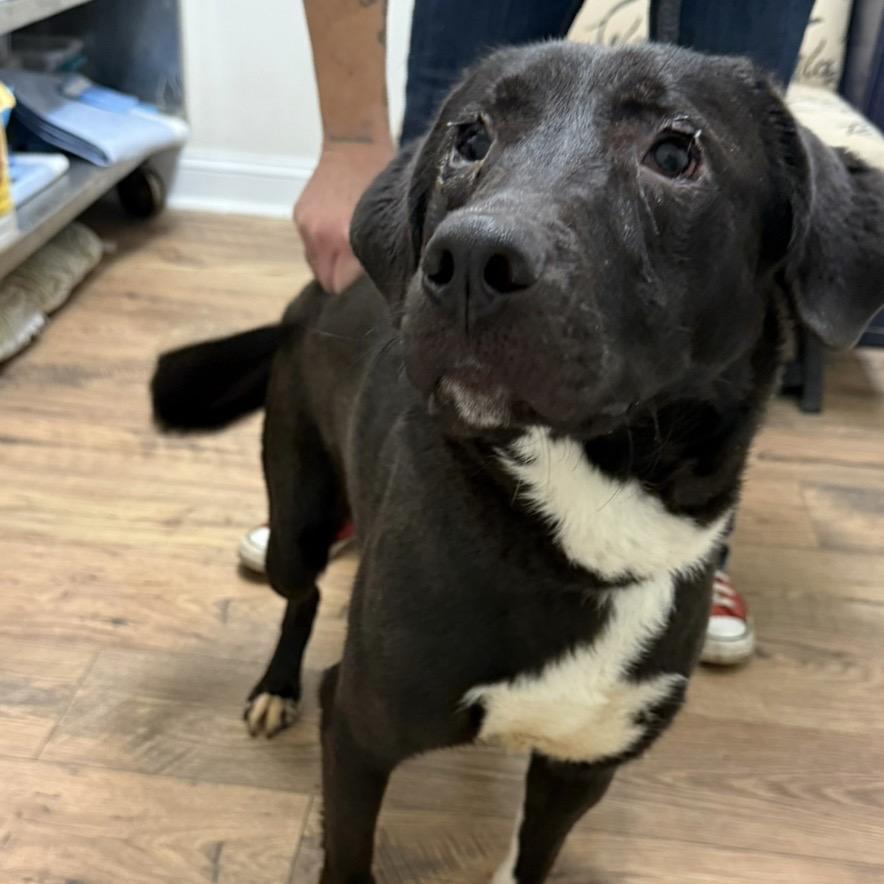 Enlarge Wallie, a Adoptable mixed breed in St. Charles, IL image 5/6